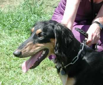 Salukirüde black and tan