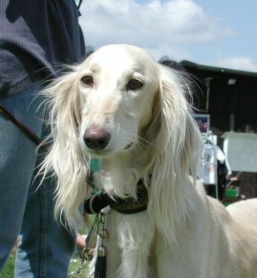 mata salamatas Achmed Khan