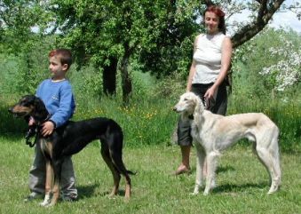 Salukirüden Vater mit Sohn