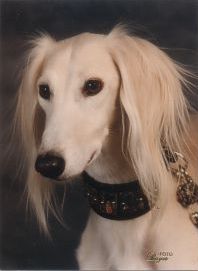 creme-weisser Salukirüde Qadaam