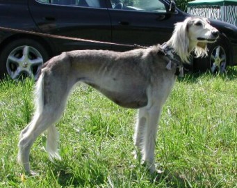 Salukihündin greezle