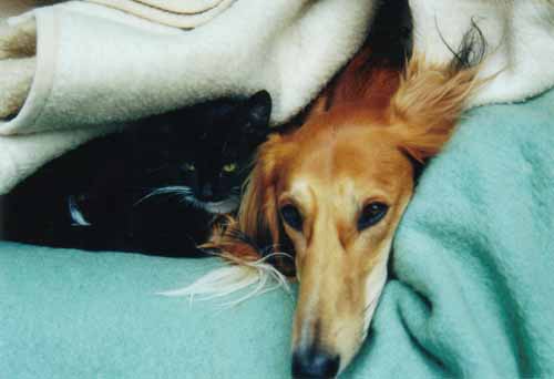 Saluki mit Katze