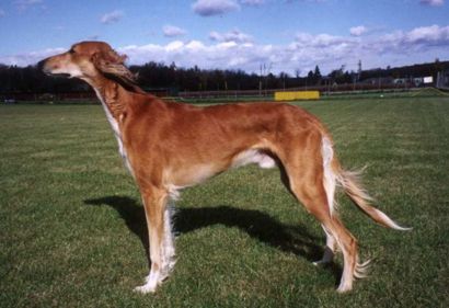 Salukirüde Aref, rot