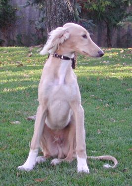 Saluki Rüde Bugatti 5 Monate