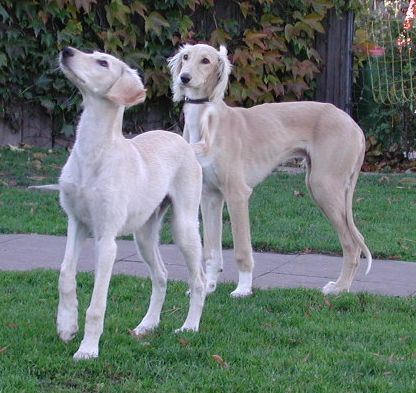 Salukirüden Ehsaan u. Bugatti