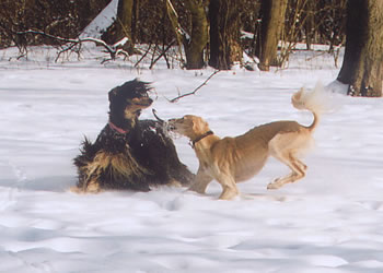 Ehsaan mit Risa Chans Masumjat