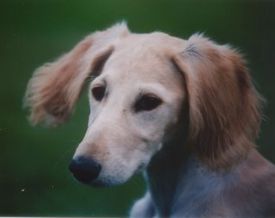 goldfarbene Salukihündin 4 Monate