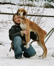Saluki rot-creme mit schwarzen Ohrfransen