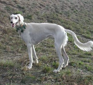 weisse Salukihndin Olimpia beim Freilauf auf der Donauinsel