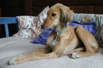 Salukihündin 6 Monate