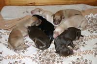 Nougat - Welpen (53kb)