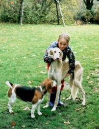 Saluki als Familienhund