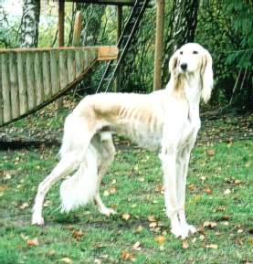 Saluki Rüde weiss