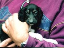 saluki welpe schwarz