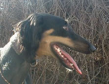Kopfstudie black and tan Saluki